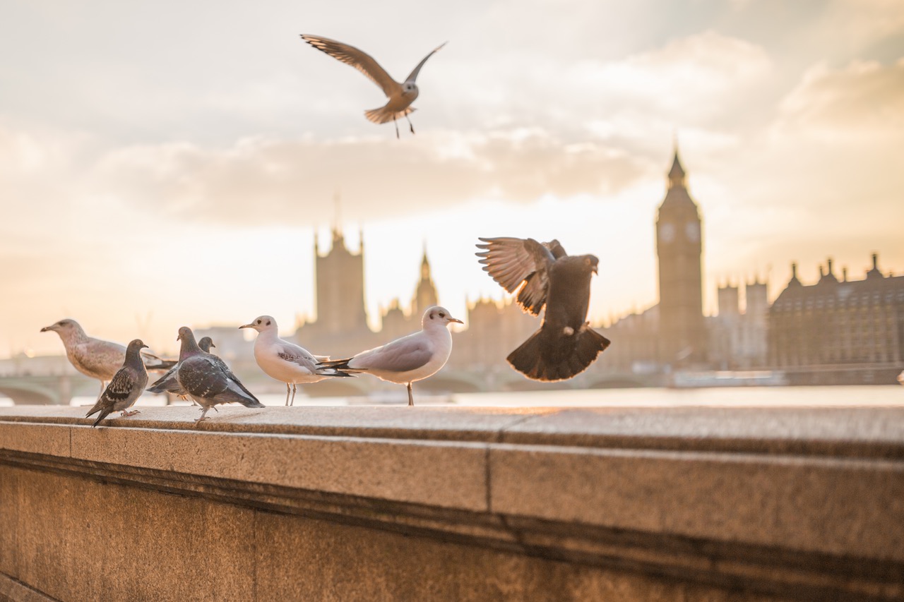 pigeons and sea gulls on a stone ledge with London's Big Ben in the background