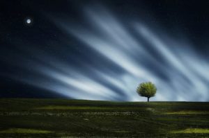 Night sky with tree